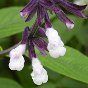 Salvia Phyllis Fancy